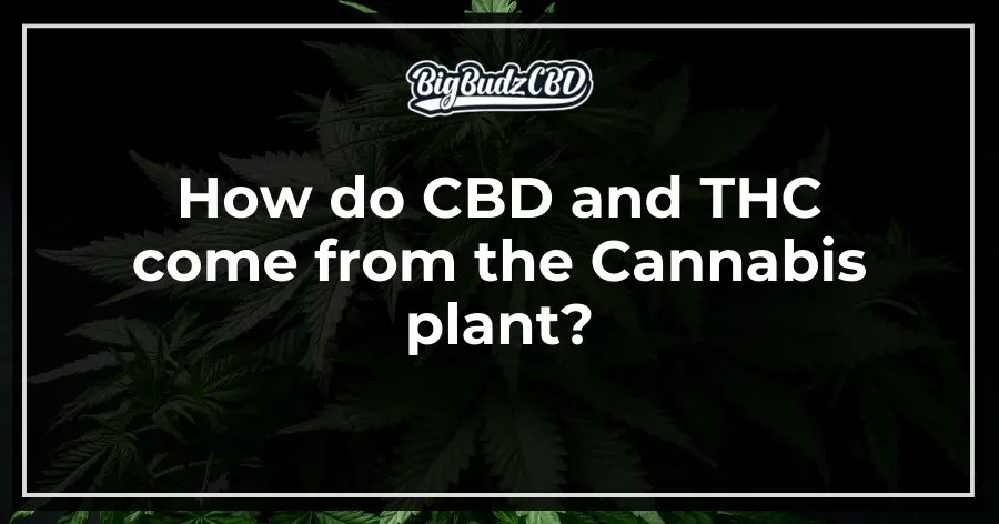 How do CBD and THC come from the Cannabis plant