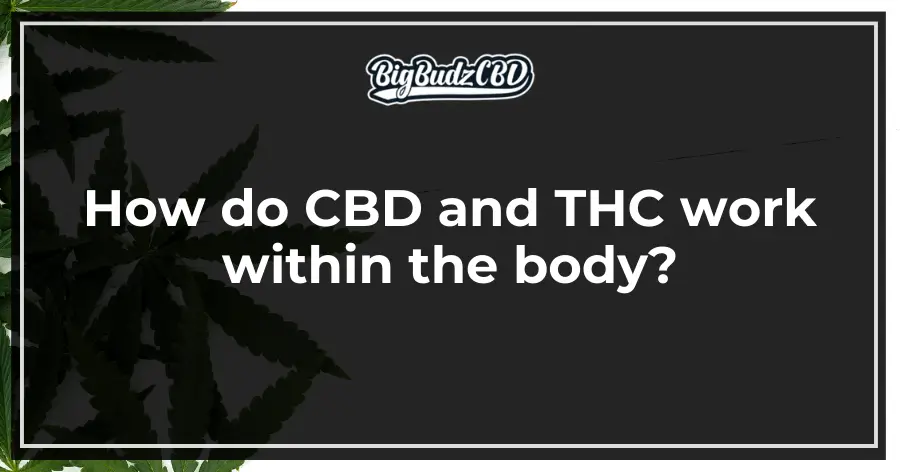 How do CBD and THC work within the body