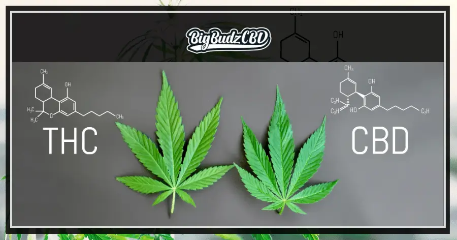 THC vs CBD Chemical Structure