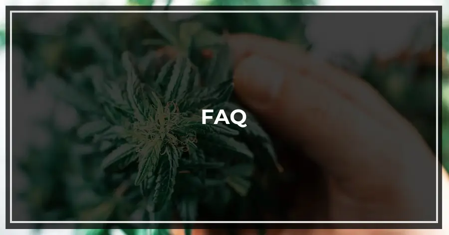 HHC in Your System FAQ