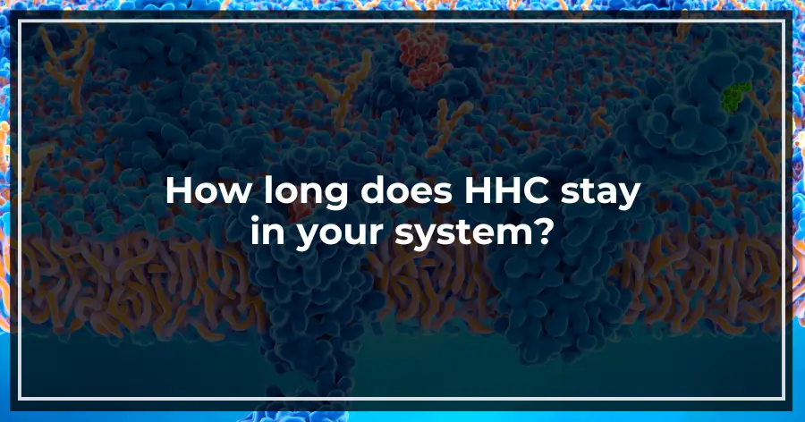 How long does HHC stay in your system