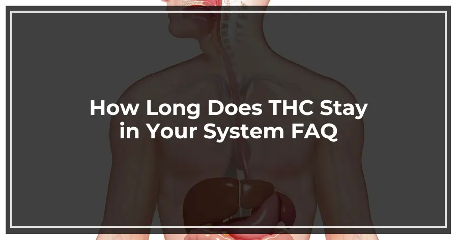 How Long Does THC Stay in Your System FAQ