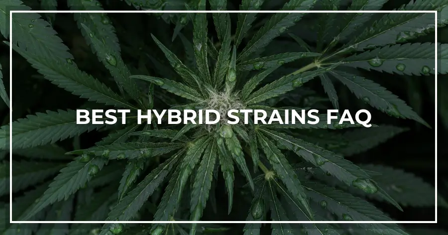 BEST HYBRID STRAINS FAQ