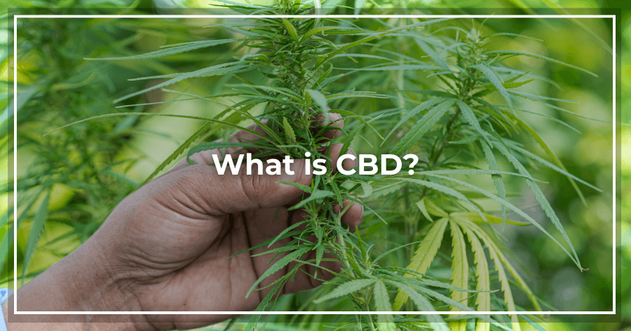 What is CBD