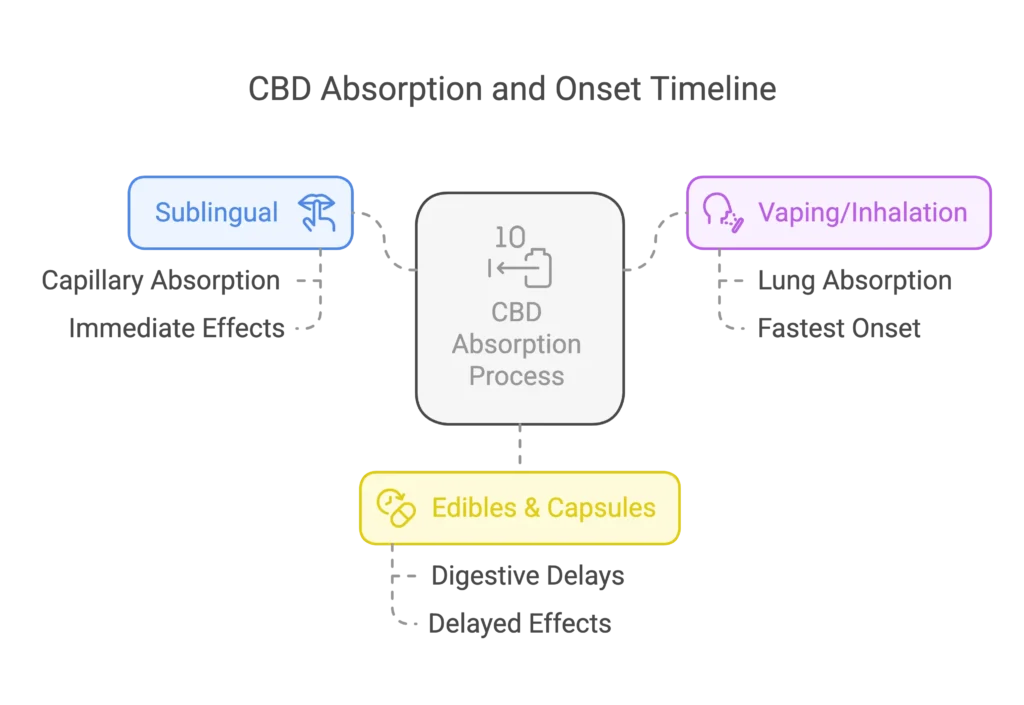 CBD Absorption and Onset Timeline
