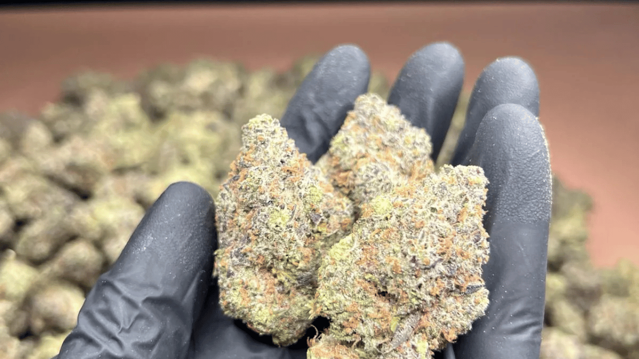 What Is Exotic THCa Flower