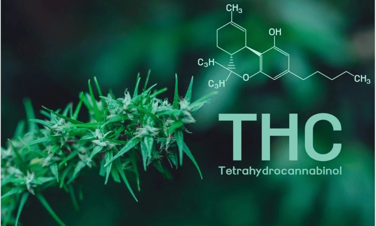 What Is the Difference Between THC and THCA